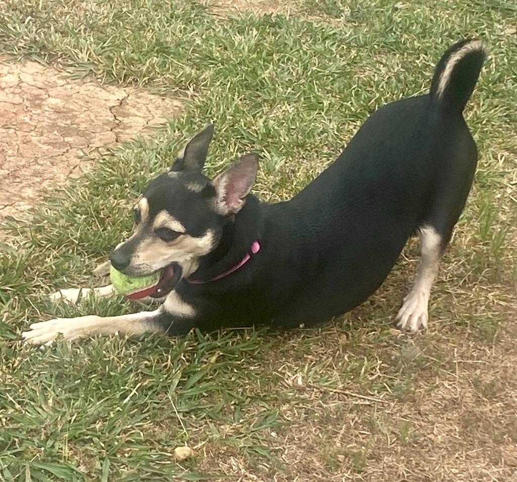 Enlarge Sugar, a Adoptable mixed breed in Bryant, AR image 3/6