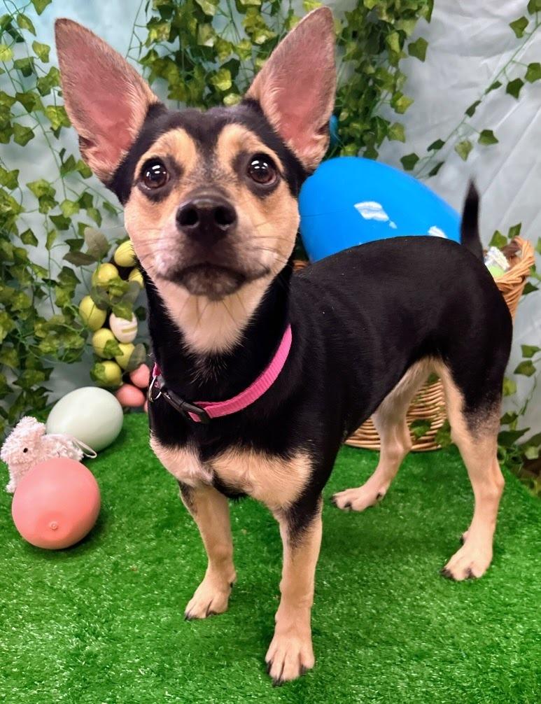 Enlarge Sugar, a Adoptable mixed breed in Bryant, AR image 4/6