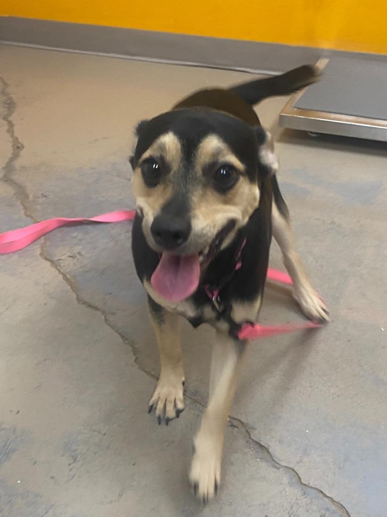 Enlarge Sugar, a Adoptable mixed breed in Bryant, AR image 5/6