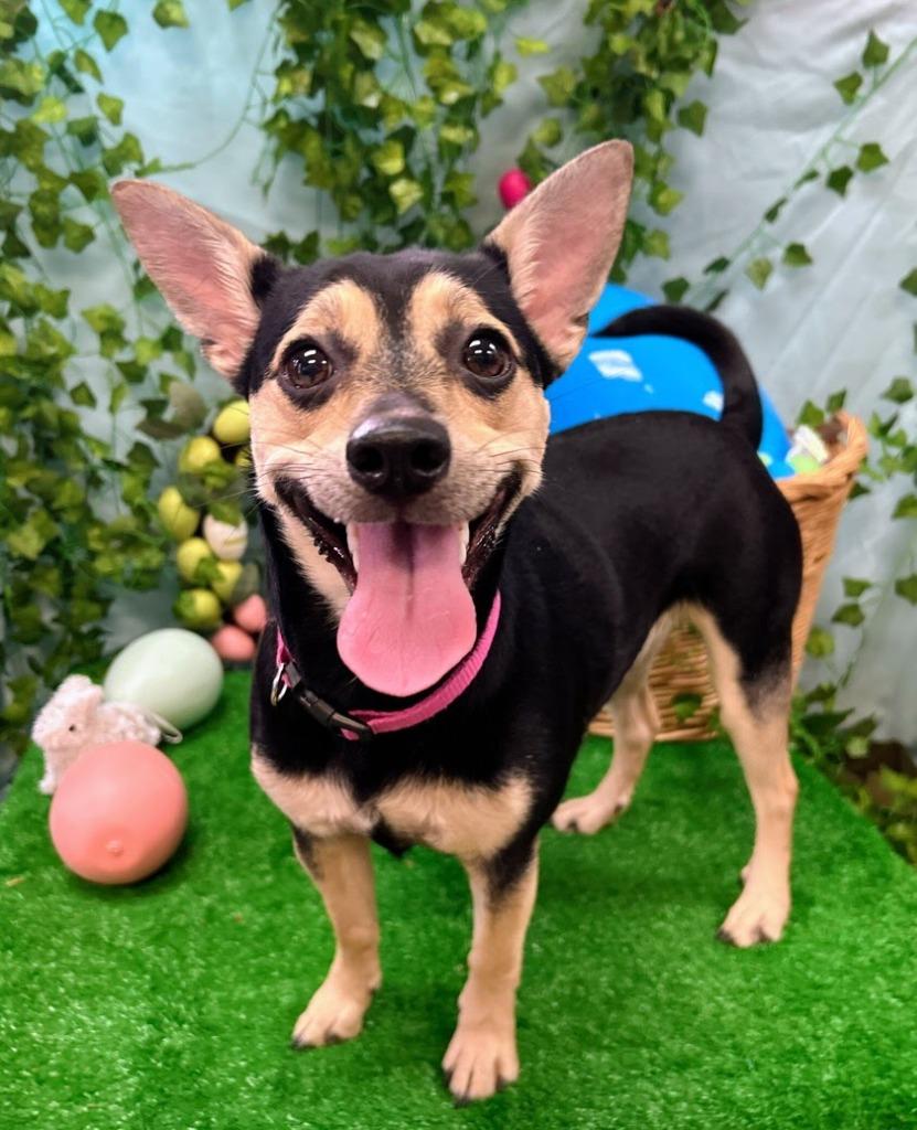 Enlarge Sugar, a Adoptable mixed breed in Bryant, AR image 6/6