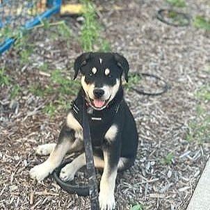Wolverine, an adoptable Shepherd, Rottweiler in Abbotsford, BC, V3G 2L5 | Photo Image 3