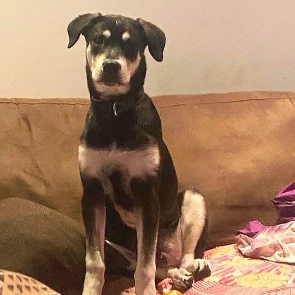 Wolverine, Adoptable, Young Male Shepherd & Rottweiler.