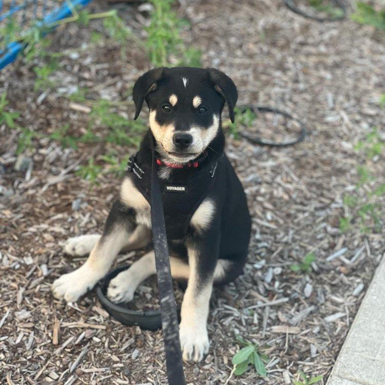 Wolverine, an adoptable Shepherd, Rottweiler in Abbotsford, BC, V3G 2L5 | Photo Image 2