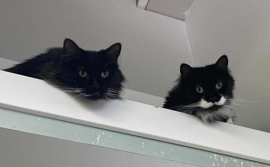 Moustaccio / Mysterio, Adoptable, Adult Male Domestic Long Hair.