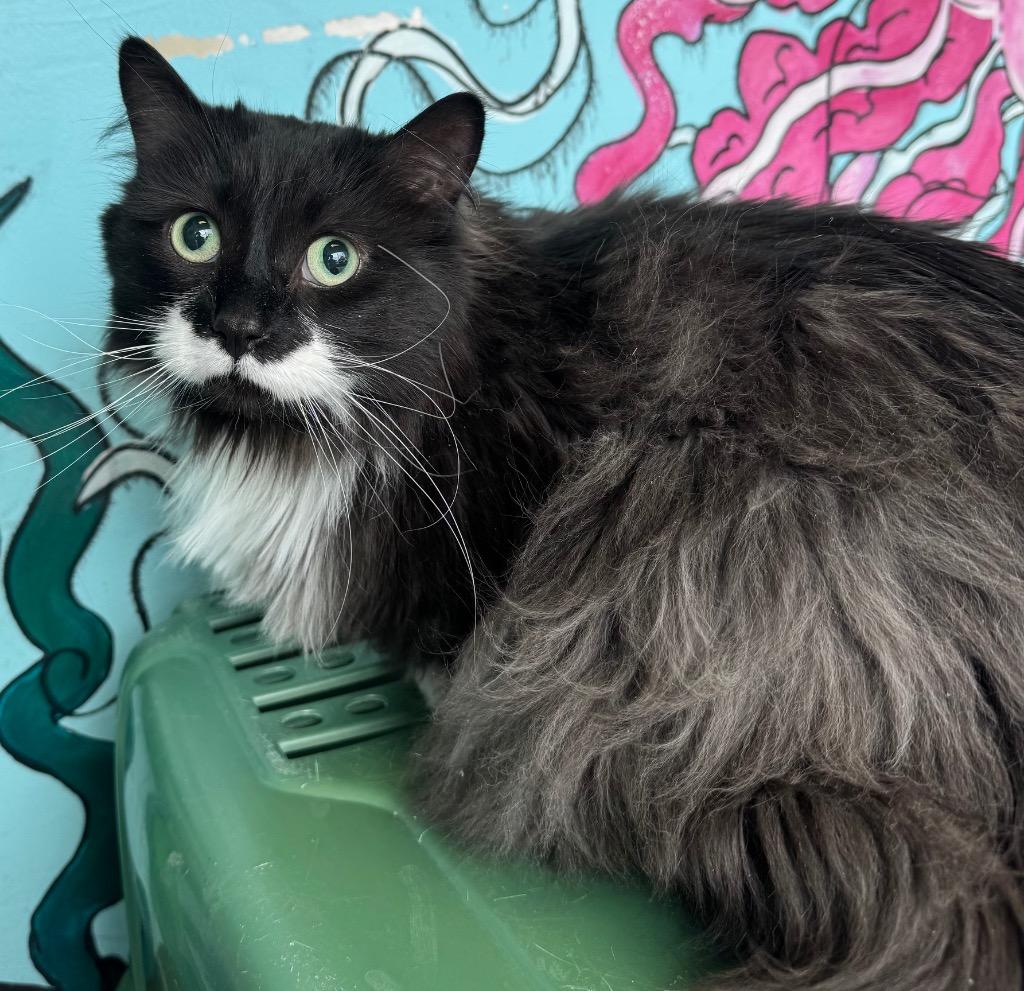 Moustaccio / Mysterio, a Adoptable mixed breed in Winnipeg, MB image 1/2