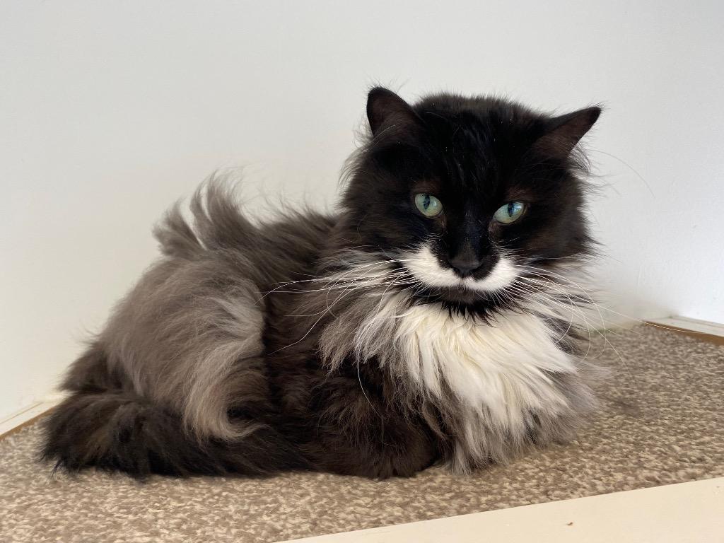 Moustaccio / Mysterio, a Adoptable mixed breed in Winnipeg, MB image 2/2