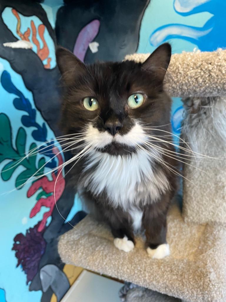 Enlarge Moustaccio / Mysterio, a Adoptable mixed breed in Winnipeg, MB image 6/6