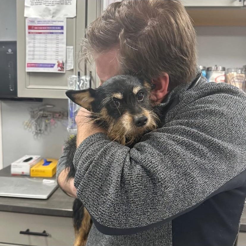 Trouble, an adopted Yorkshire Terrier in Philadelphia, PA image 4/6