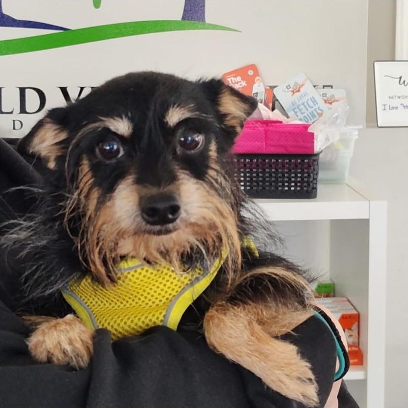 Trouble, an adopted Yorkshire Terrier in Philadelphia, PA image 6/6
