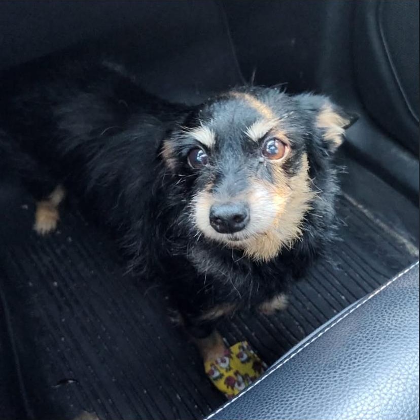 Trouble, an adopted Yorkshire Terrier in Philadelphia, PA image 2/6