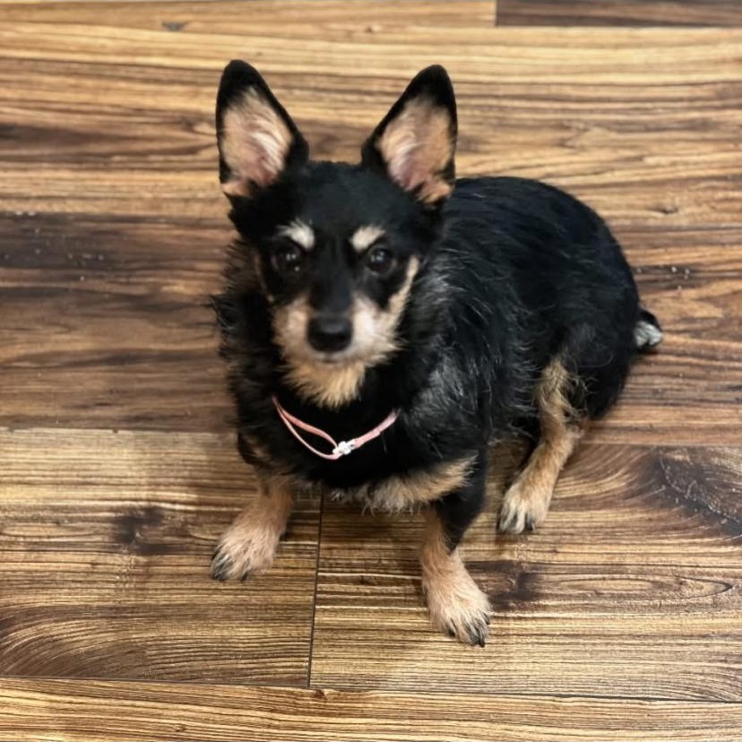 Trouble, adopted, Adult Male Yorkshire Terrier.