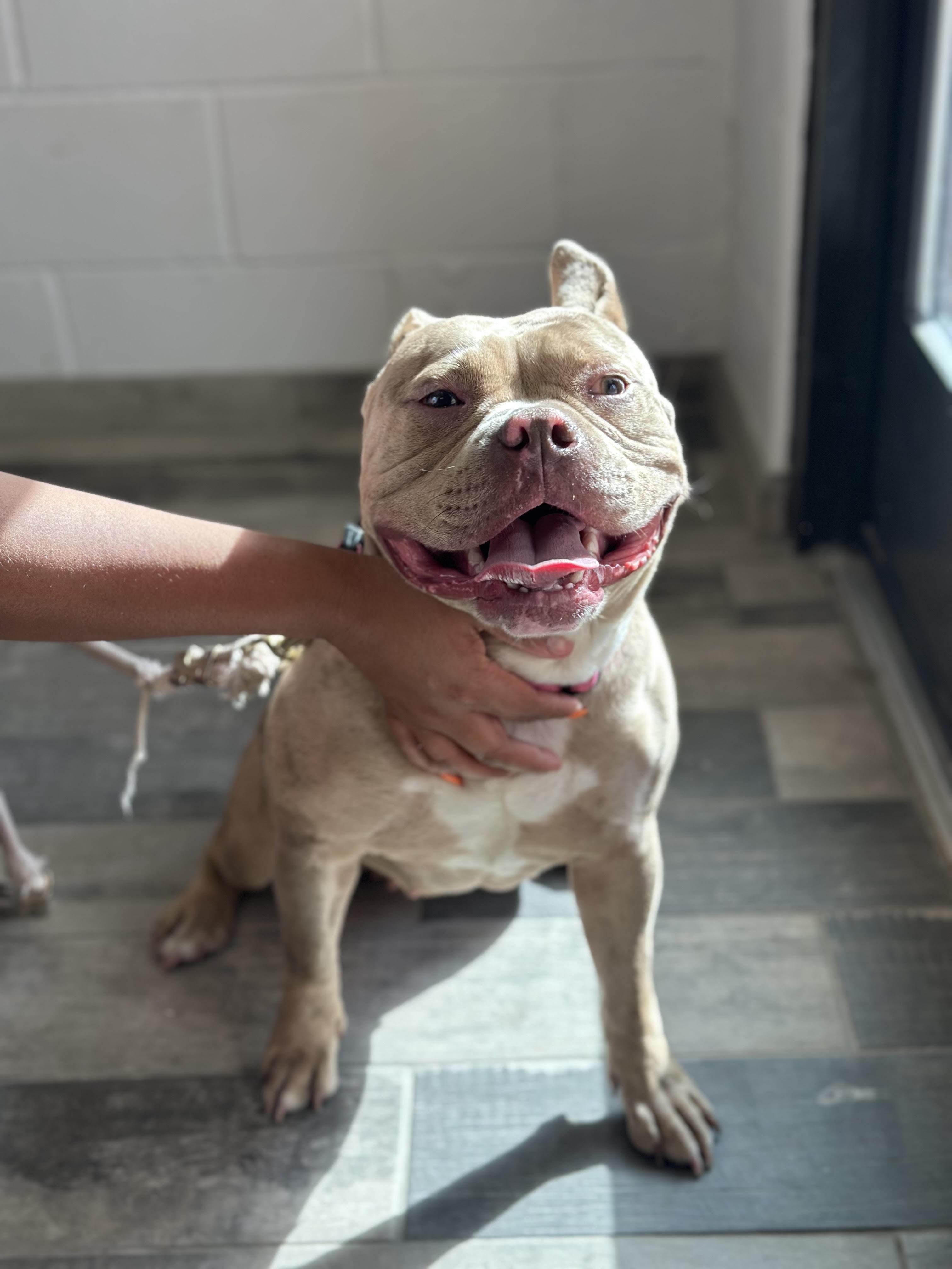 Enlarge Lucy, a ADOPTABLE mixed breed in Stafford, VA image 1/1
