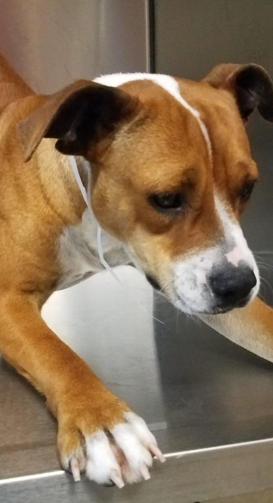 Enlarge Bella, a Adoptable mixed breed in St. Augustine, FL image 1/2