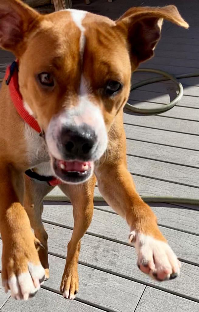 Bella, Adoptable, Adult Female Basenji & Boxer.