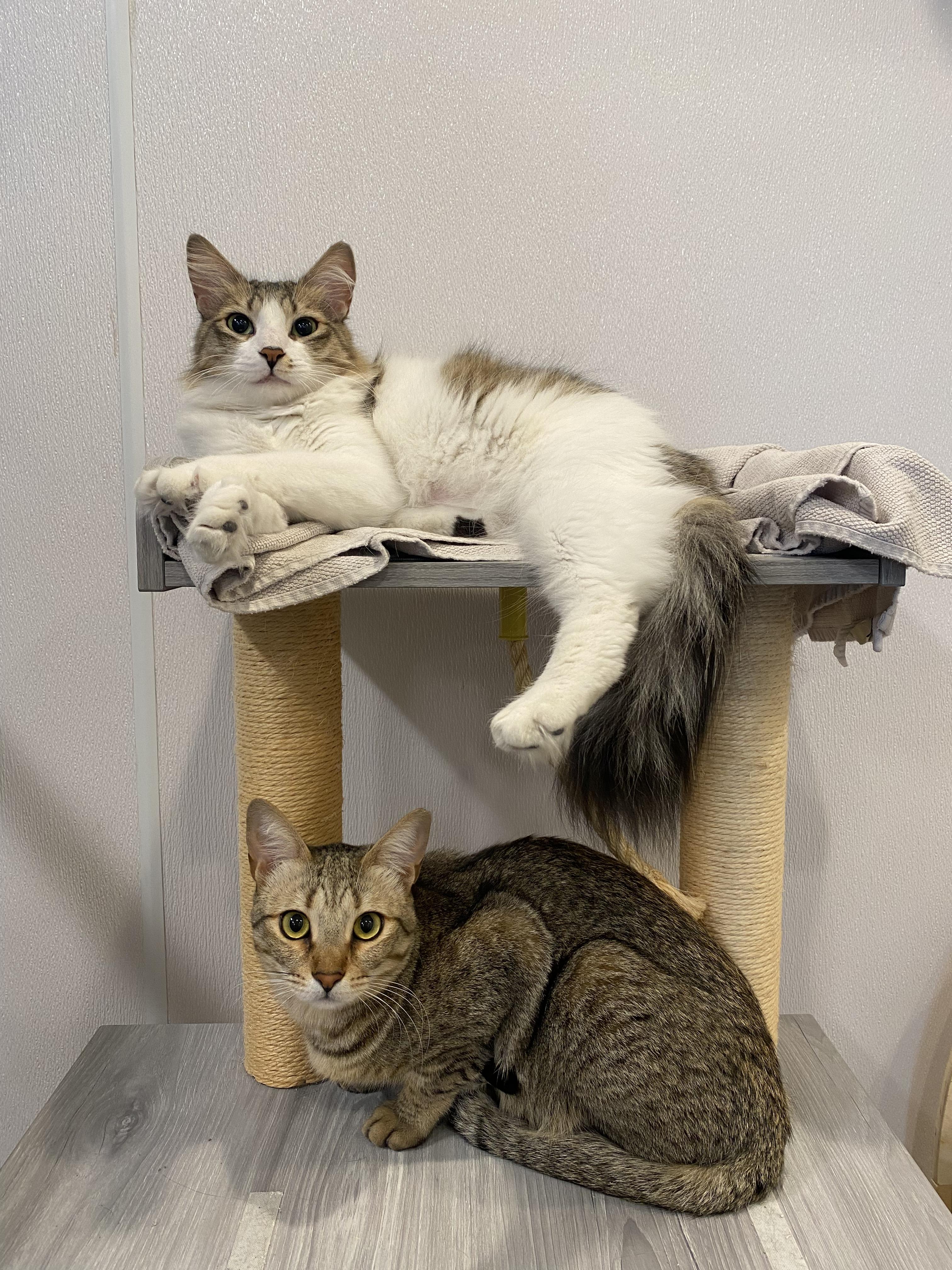 Snow & Chip, ADOPTABLE, Young Female Domestic Short Hair.