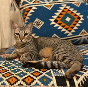 Snow & Chip, a ADOPTABLE Domestic Short Hair in Waltham, MA image 4/5