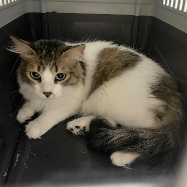 Snow & Chip, a ADOPTABLE Domestic Short Hair in Waltham, MA image 5/5