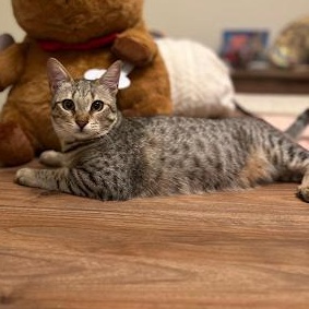 Snow & Chip, a ADOPTABLE Domestic Short Hair in Waltham, MA image 2/5