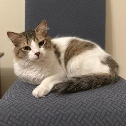 Snow & Chip, a ADOPTABLE Domestic Short Hair in Waltham, MA image 3/5