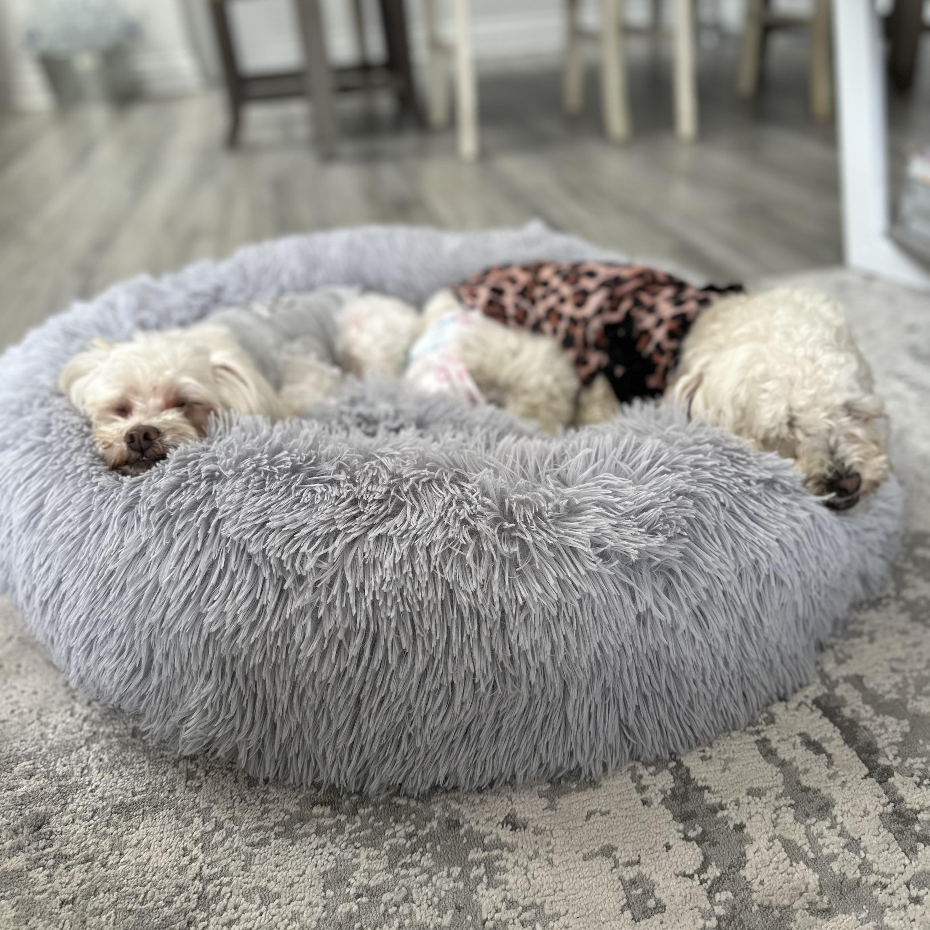 Gigi and Luna, a ADOPTABLE mixed breed in Poway, CA image 5/6