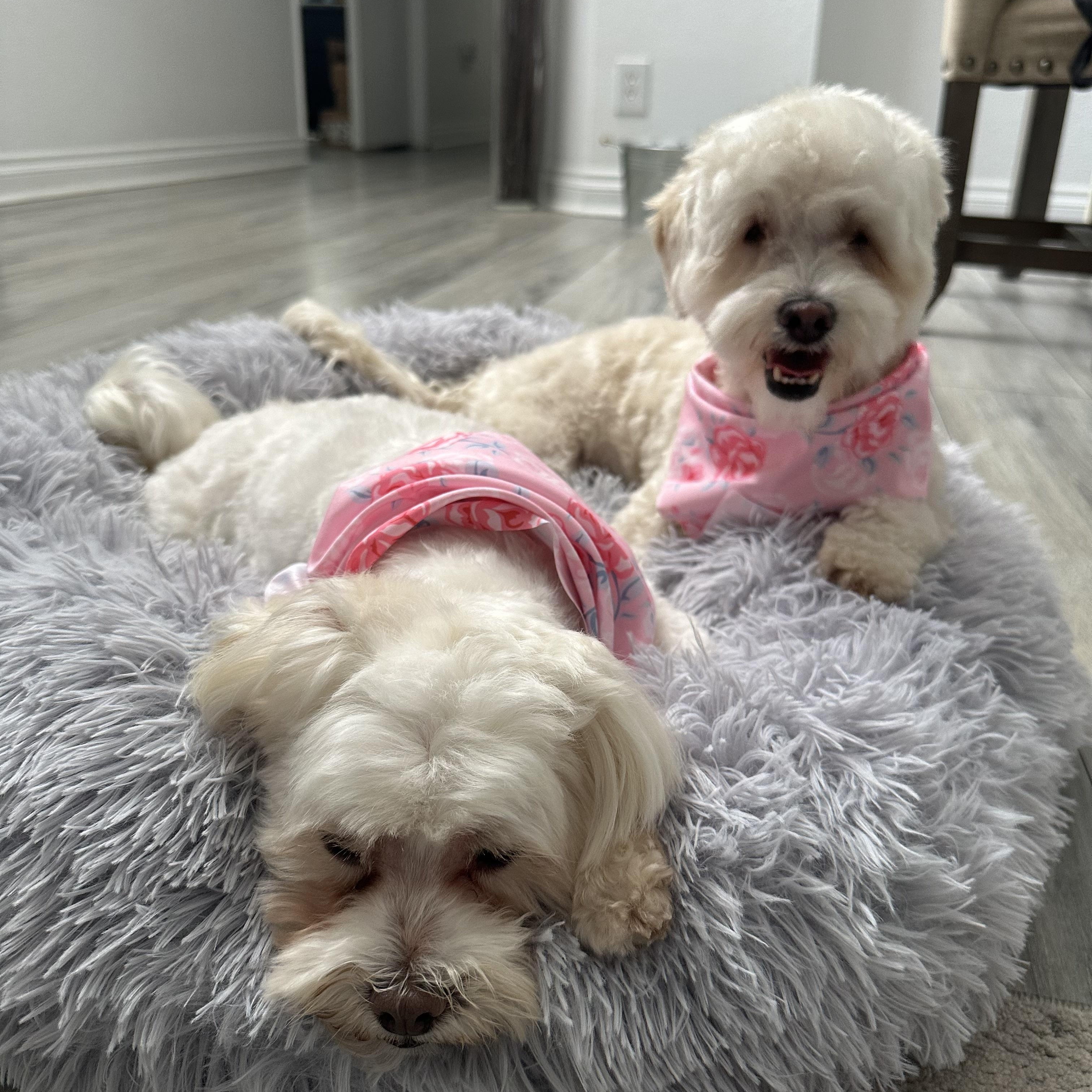 Gigi and Luna, a ADOPTABLE mixed breed in Poway, CA image 6/6