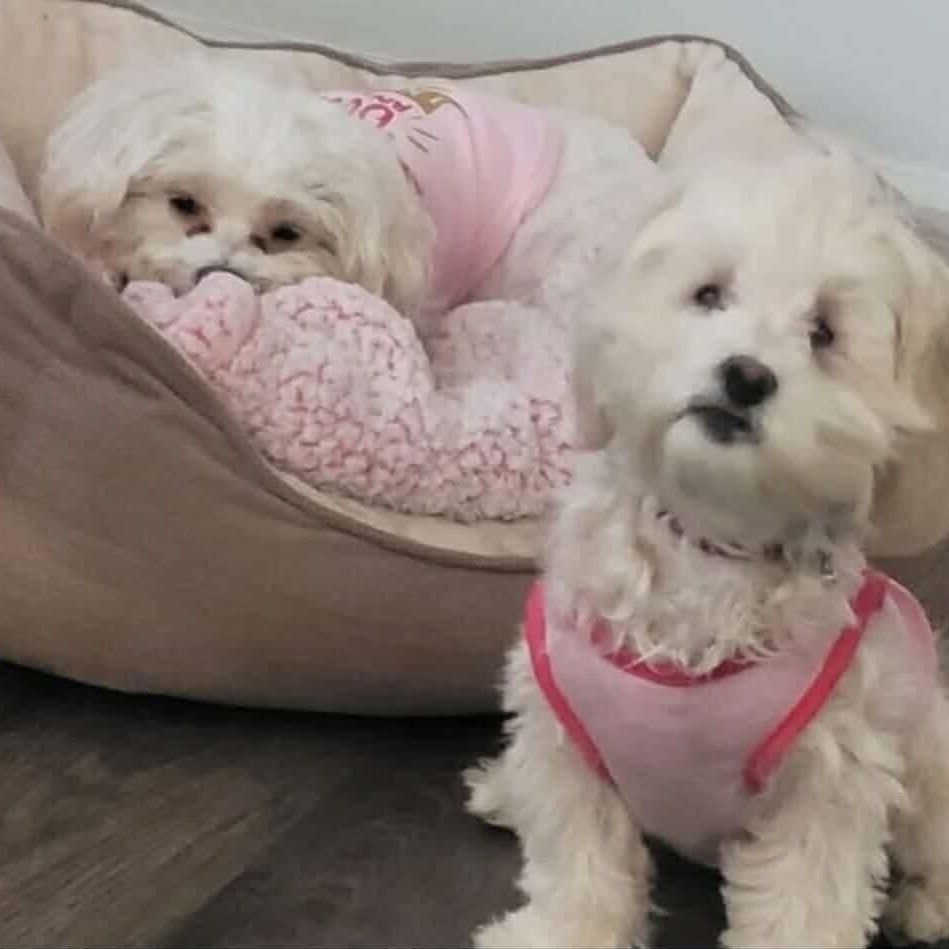 Gigi and Luna, a ADOPTABLE mixed breed in Poway, CA image 3/6