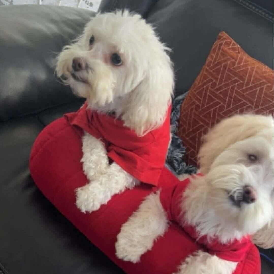 Gigi and Luna, ADOPTABLE, Young Female Maltipoo & Shih Tzu.
