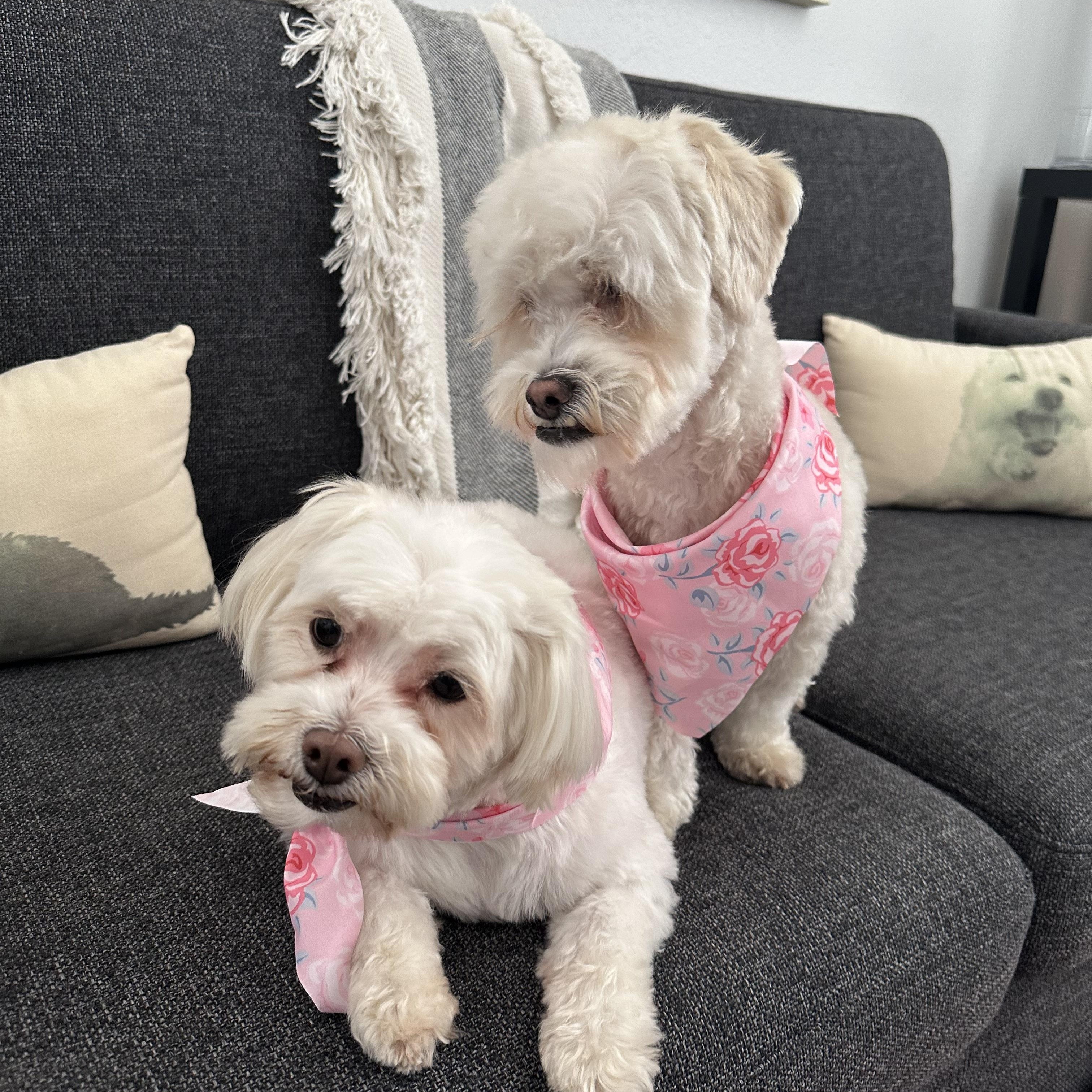 Gigi and Luna, ADOPTABLE, Young Female Maltipoo & Shih Tzu.