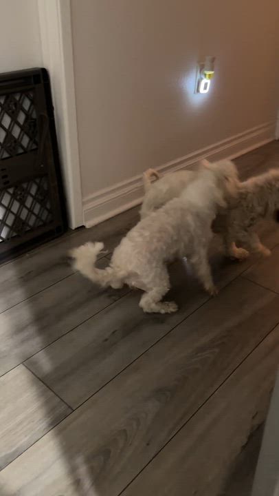 Enlarge Gigi and Luna, a ADOPTABLE mixed breed in Poway, CA video 2/6