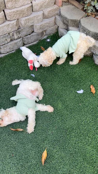 Enlarge Gigi and Luna, a ADOPTABLE mixed breed in Poway, CA video 6/6