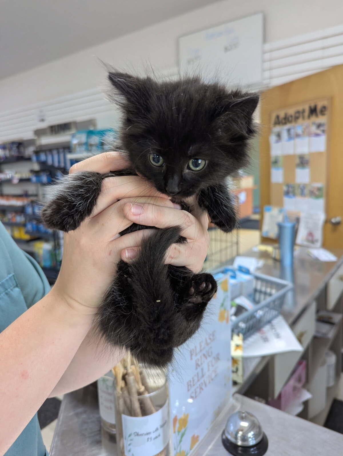 Sophia, an adoptable Domestic Long Hair in wetaskiwin, AB, t9a 2j4 | Photo Image 1