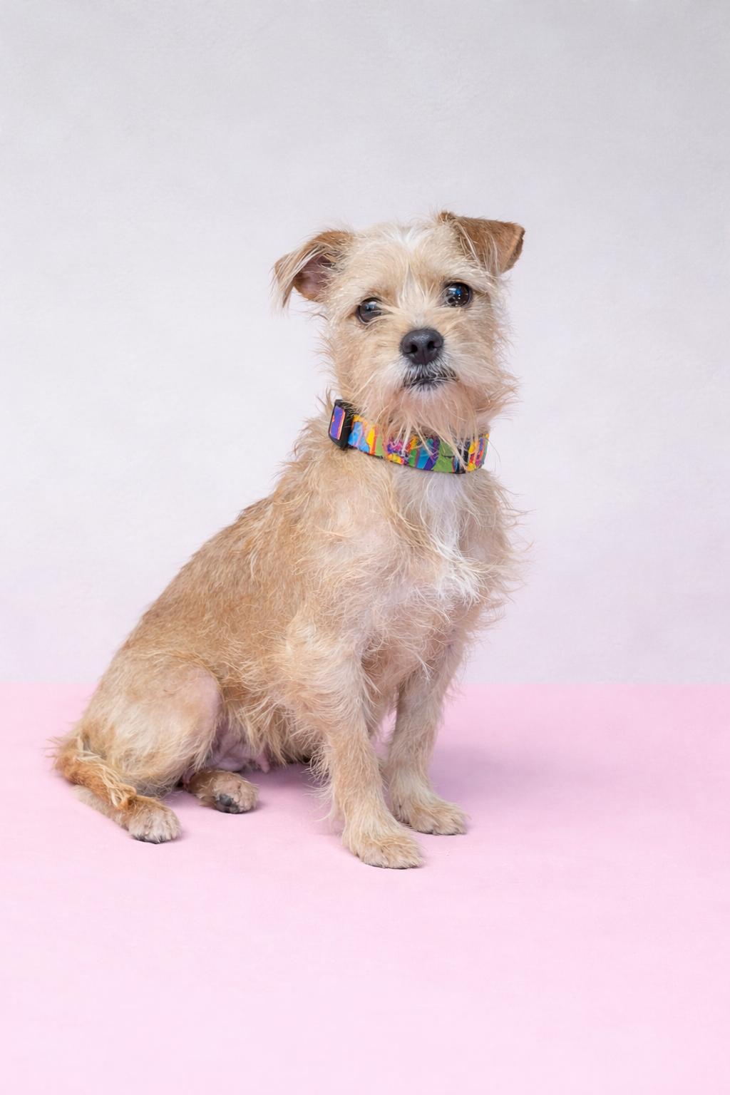 Enlarge Bridget, a ADOPTABLE mixed breed in San Pedro, CA image 4/4