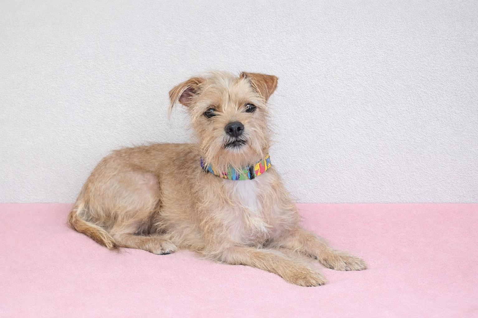 Enlarge Bridget, a ADOPTABLE mixed breed in San Pedro, CA image 3/4