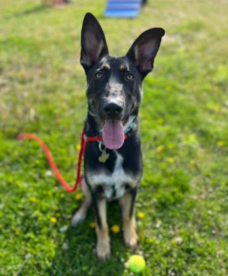 Leroy, Adoptable, Young Male German Shepherd Dog.