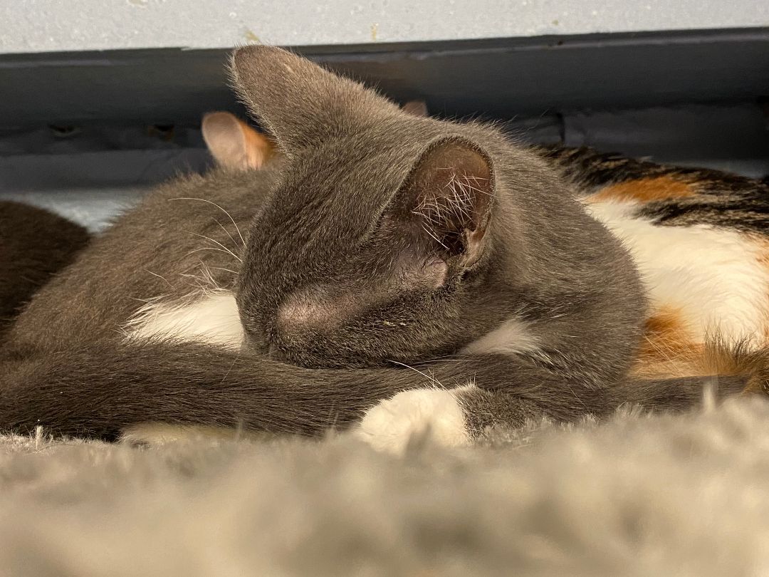 Google, Adoptable, Young Female Domestic Short Hair.