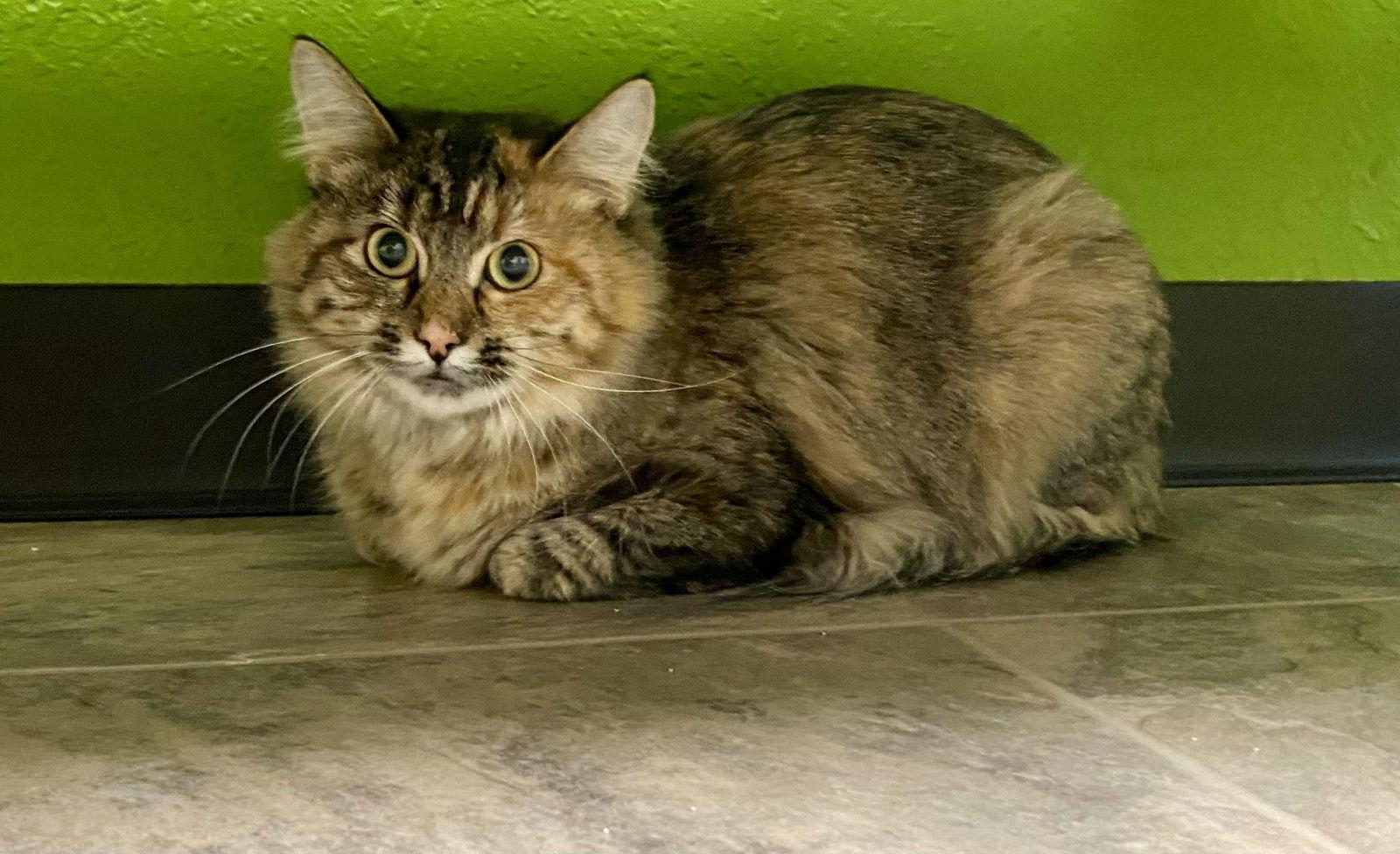 Enlarge Zaza, a Adoptable Domestic Long Hair in Fargo, ND image 1/1