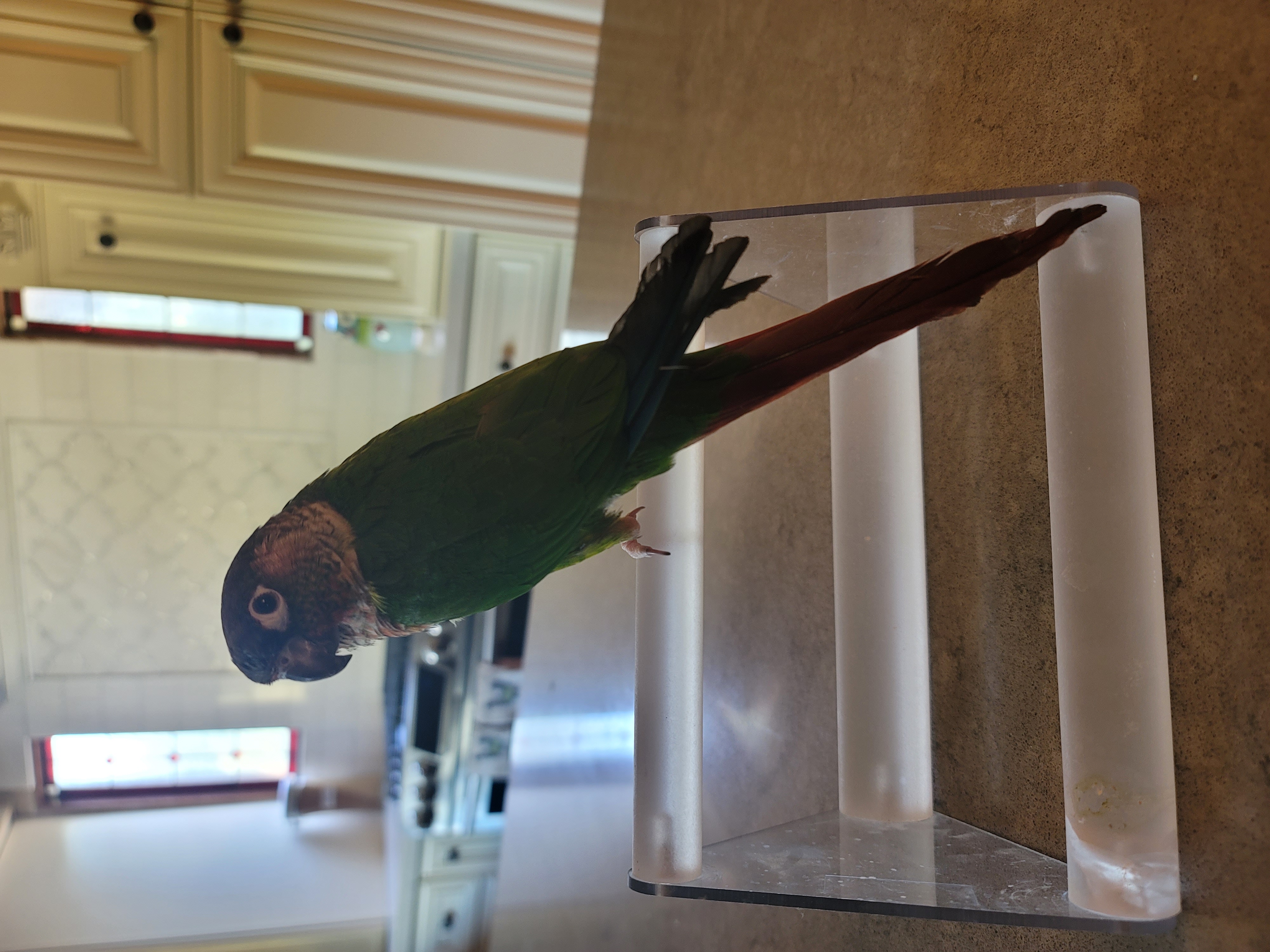 Houdini, Adopted, Young Unknown Conure.