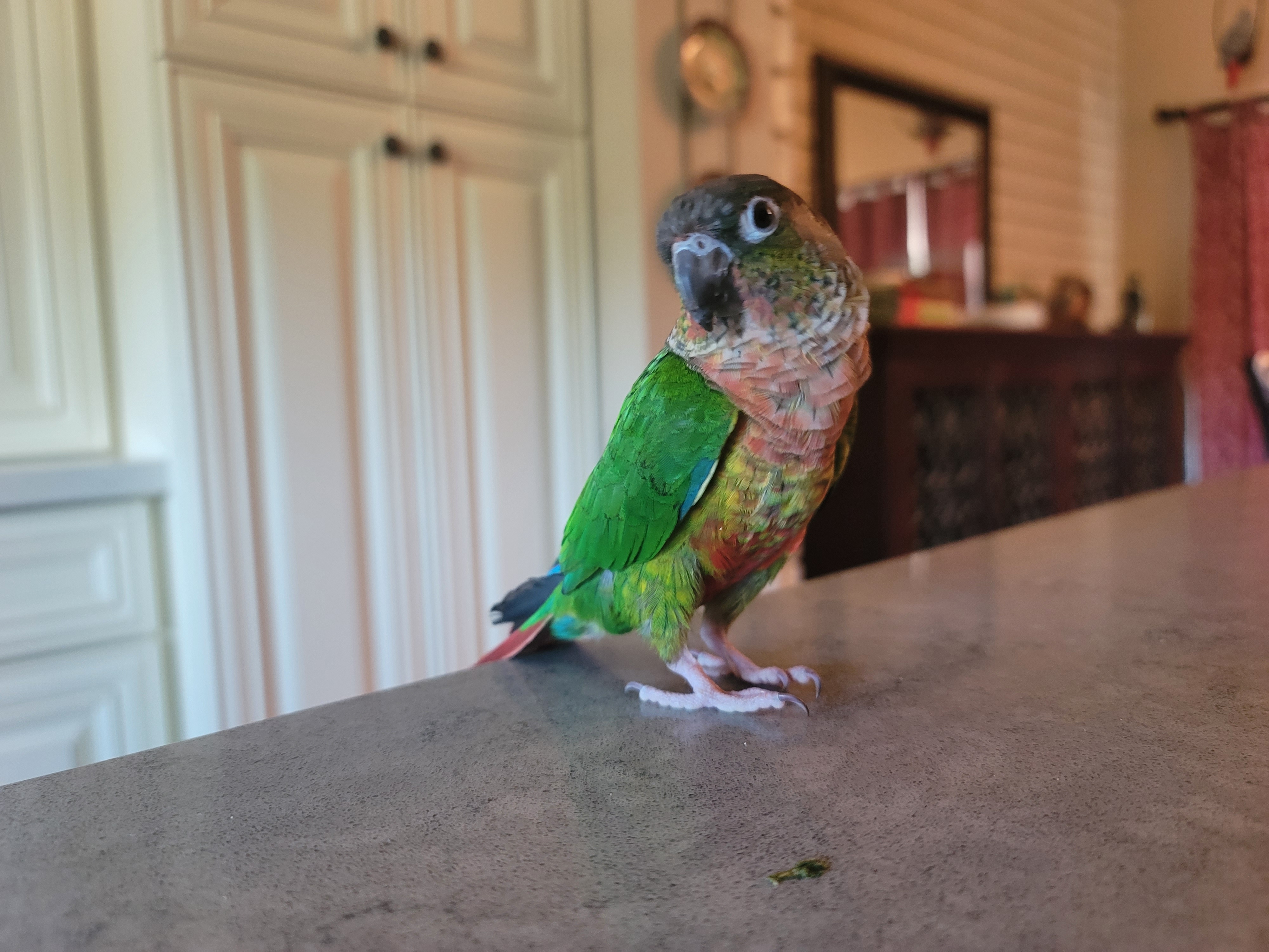 Houdini, a Adopted Conure in Redlands, CA image 2/2