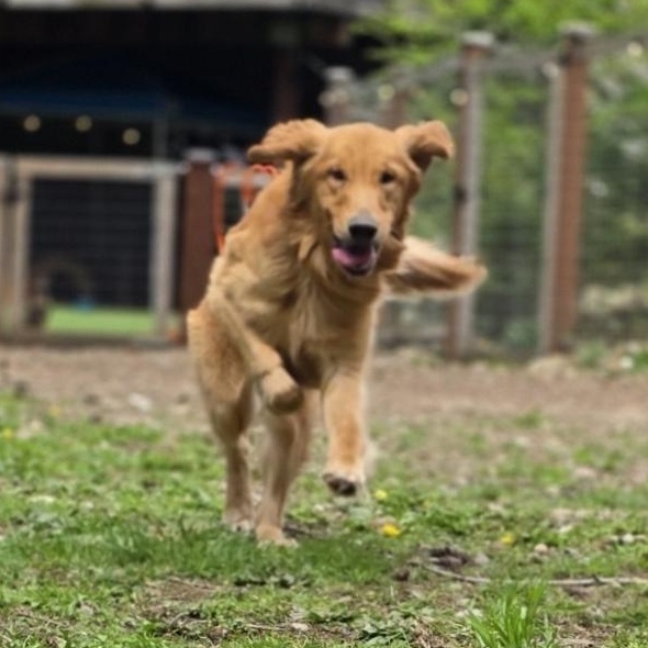 Enlarge Odem, a Adoptable Golden Retriever in Buckley, WA image 2/5