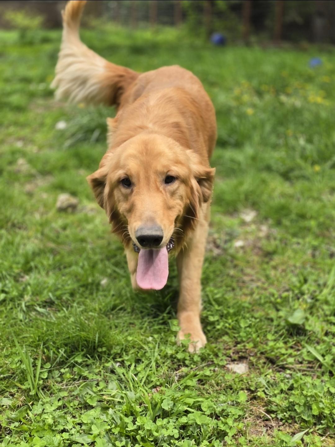 Enlarge Odem, a Adoptable Golden Retriever in Buckley, WA image 3/5