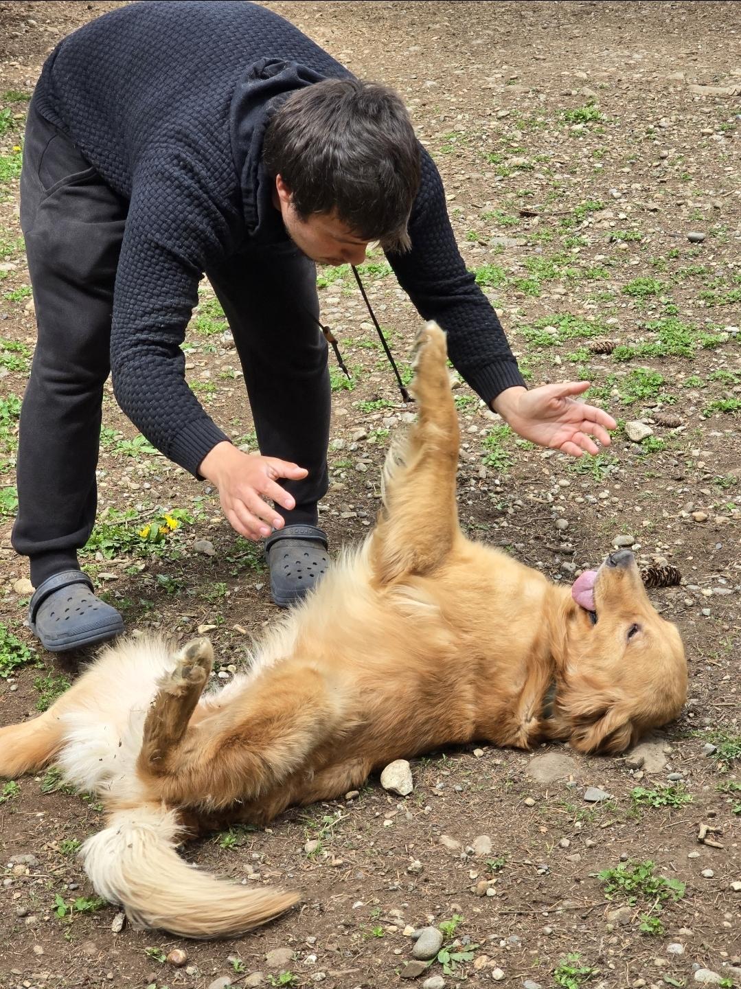 Enlarge Odem, a Adoptable Golden Retriever in Buckley, WA image 4/5