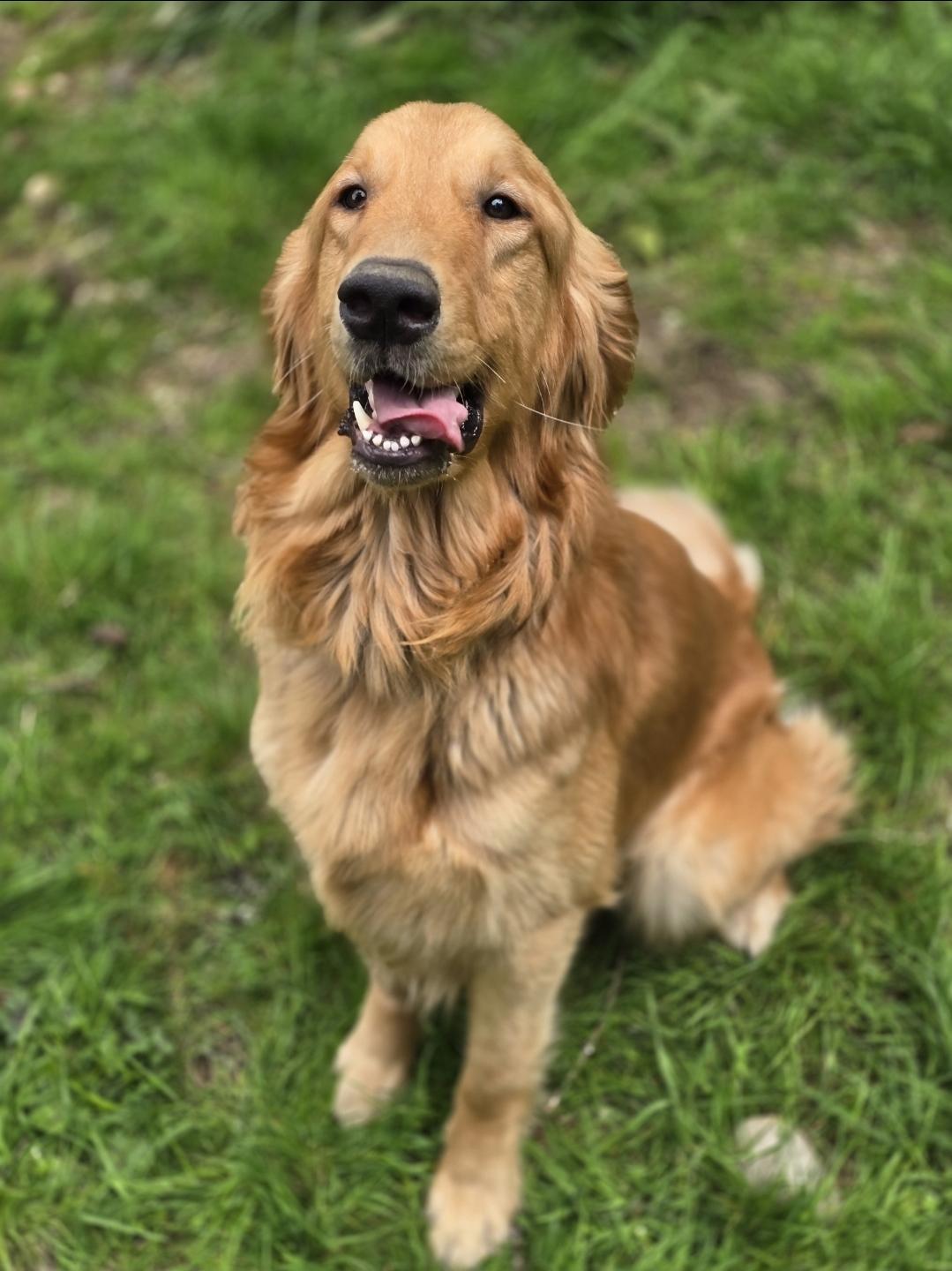 Enlarge Odem, a Adoptable Golden Retriever in Buckley, WA image 5/5