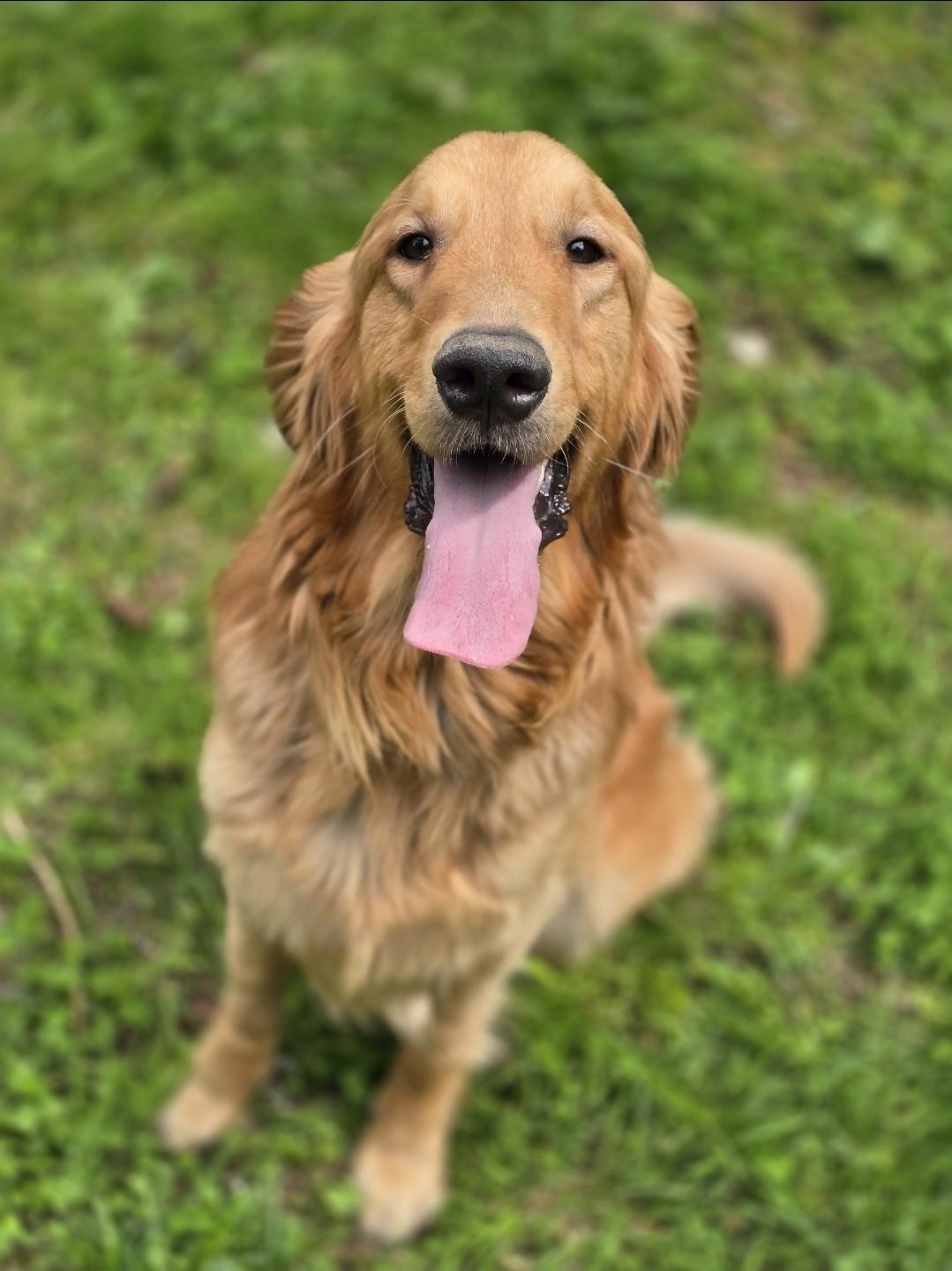 Enlarge Odem, a Adoptable Golden Retriever in Buckley, WA image 1/5