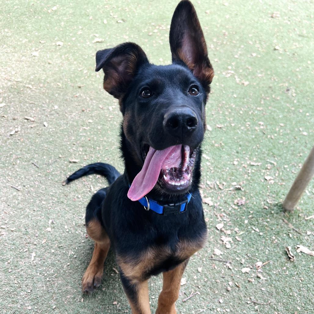 Balto, Adoptable, Puppy Male Doberman Pinscher & Mixed Breed.