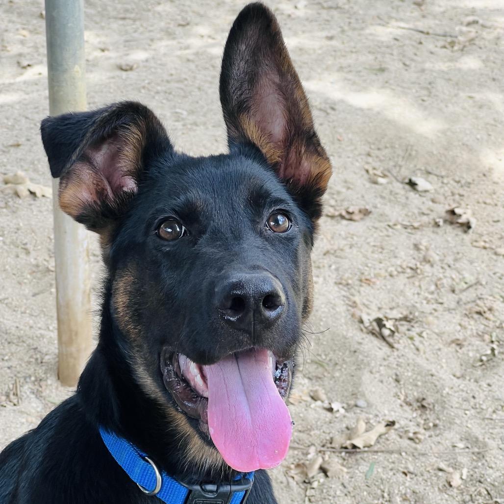 Enlarge Balto, a Adoptable mixed breed in Ojai, CA image 2/5