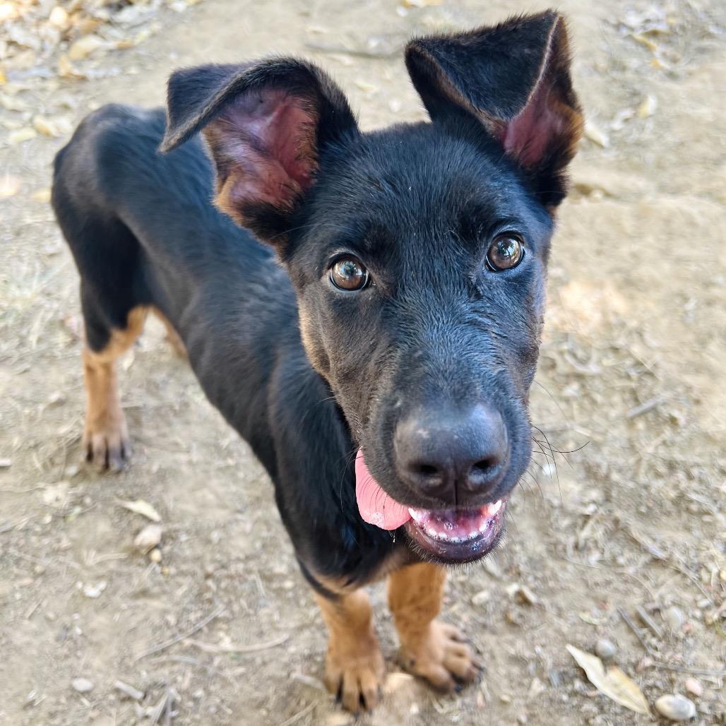 Enlarge Balto, a Adoptable mixed breed in Ojai, CA image 4/5