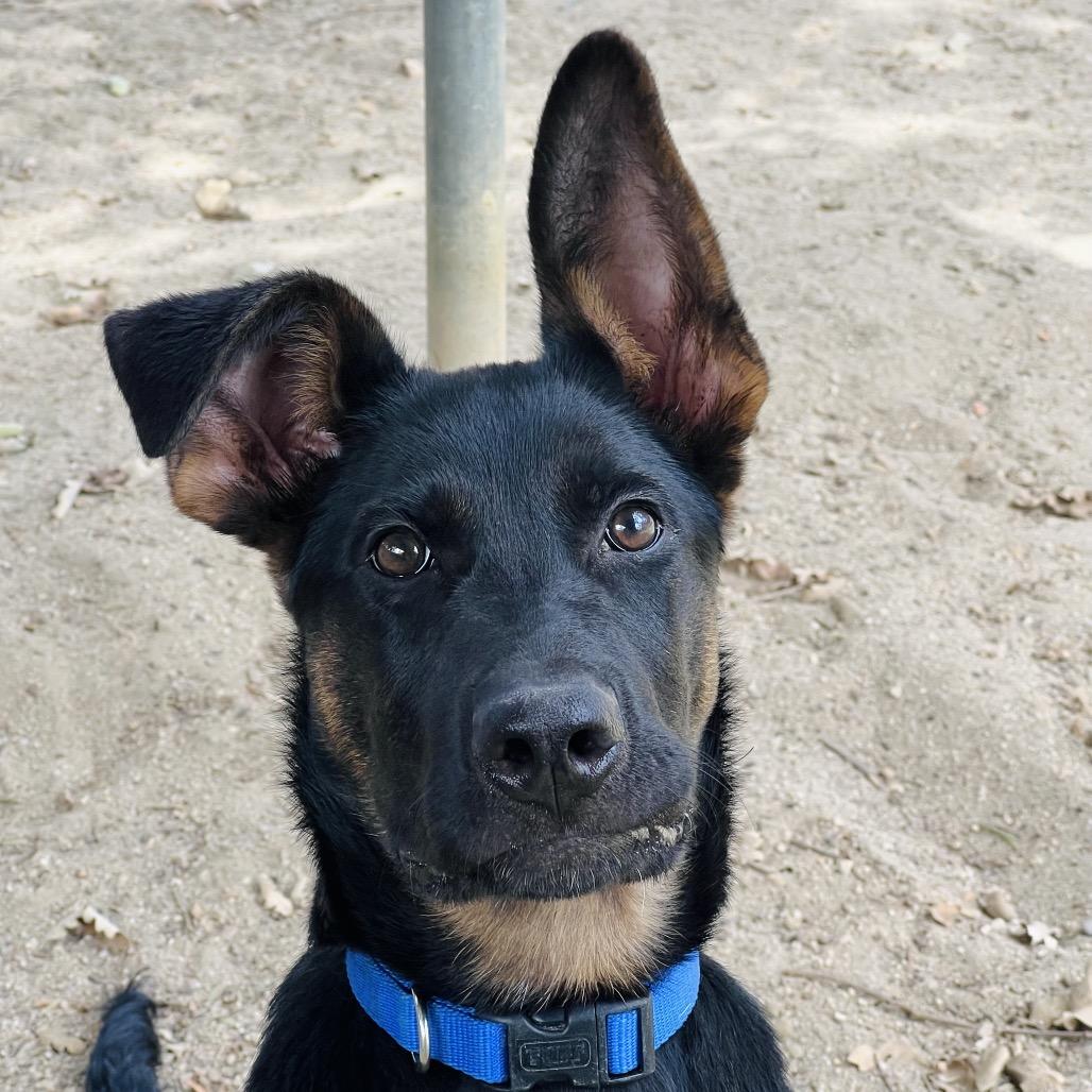 Enlarge Balto, a Adoptable mixed breed in Ojai, CA image 5/5