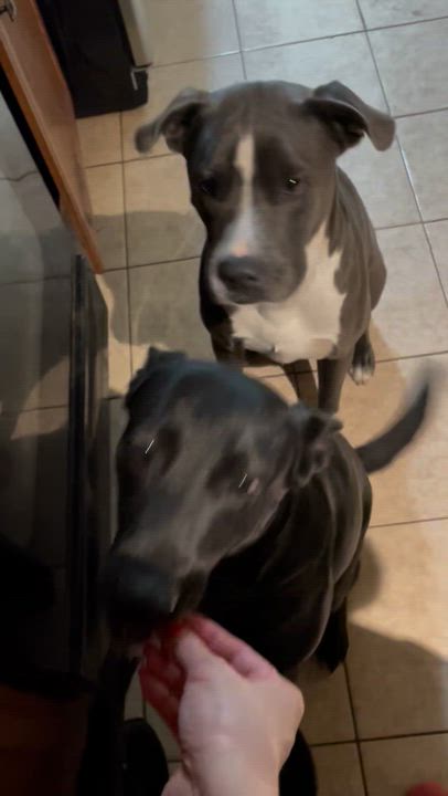 Enlarge Isa, a Adoptable mixed breed in Cherry Hills Village, CO video 4/5