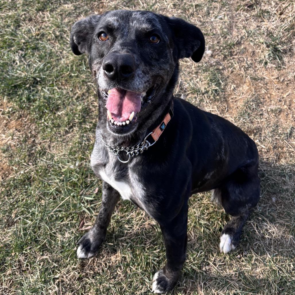 Enlarge Veronica, a Adoptable Catahoula Leopard Dog in Waynesboro, PA image 1/1