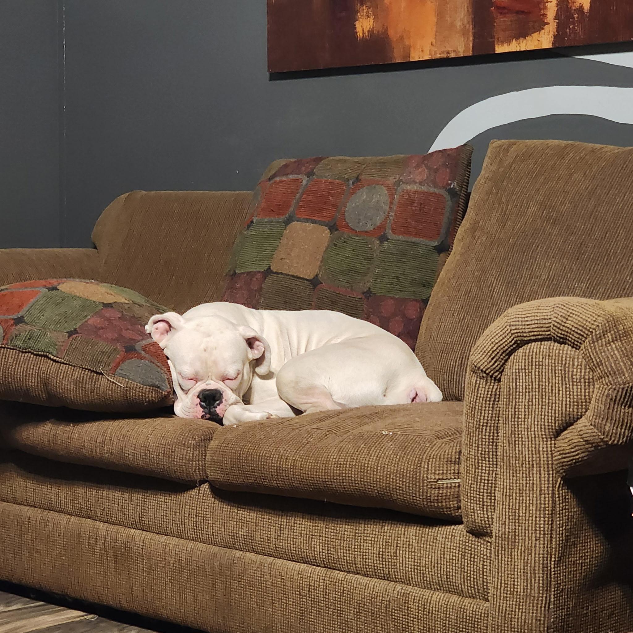 Enlarge Milo (CP), a ADOPTABLE Boxer in Clinton, IL image 3/4